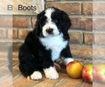 Small Photo #17 Bernedoodle Puppy For Sale in BRYANT, IA, USA