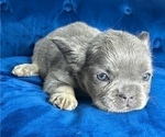 Small #5 French Bulldog