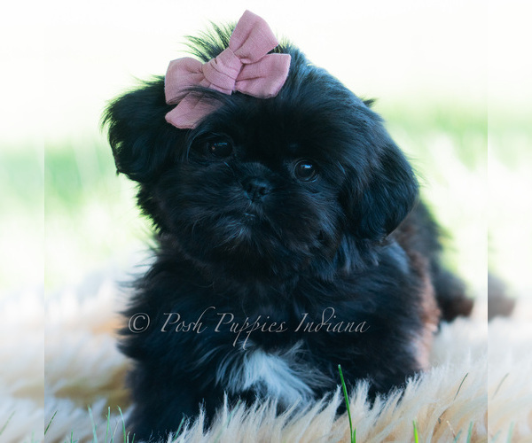 Medium Photo #56 Shih Tzu Puppy For Sale in WARSAW, IN, USA