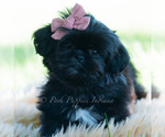 Small #2 Shih Tzu