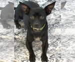 Small #1 Chiweenie