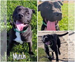 Mitch - Male American Staffordshire Terrier-Unknown Mix Dog for Adoption - Small photo