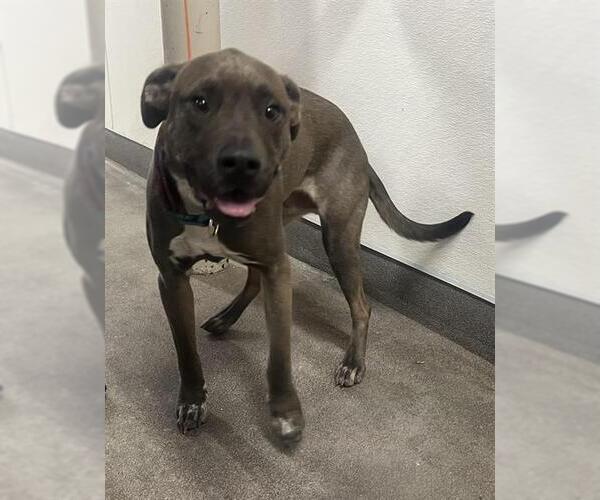 Medium Photo #1 German Shepherd Dog-Unknown Mix Puppy For Sale in HESPERIA, CA, USA