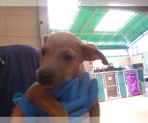 Medium Photo #1 Labrador Retriever-Unknown Mix Puppy For Sale in Chula Vista, CA, USA