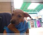 Small Labrador Retriever Mix