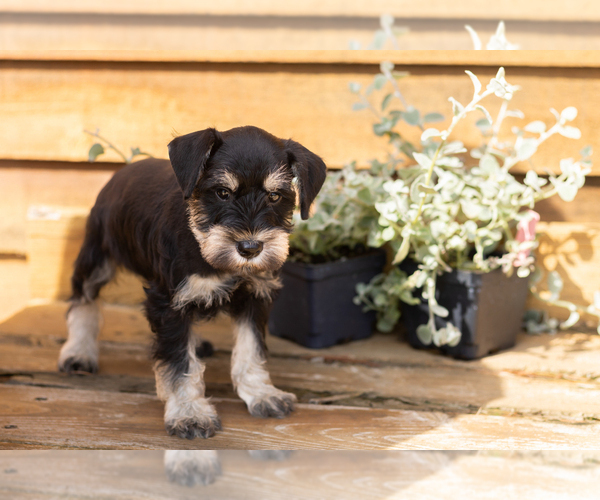 Medium Photo #3 Schnauzer (Miniature) Puppy For Sale in NAPPANEE, IN, USA