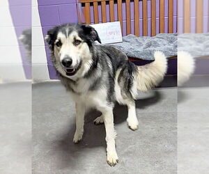 Siberian Husky-Unknown Mix Dogs for adoption in Genesee, WI, USA