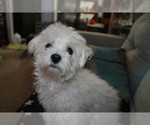 Small Photo #1 Maltese-Schnoodle (Miniature) Mix Puppy For Sale in PUEBLO WEST, CO, USA