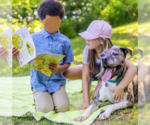 Small #2 Mastiff-Staffordshire Bull Terrier Mix