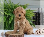 Small #2 Goldendoodle (Miniature)