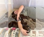 Small #2 Labrador Retriever