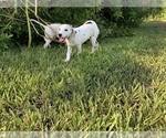 Small Photo #19 Dalmatian Puppy For Sale in MERRITT IS, FL, USA
