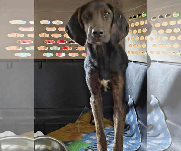 Medium Photo #1 Mutt Puppy For Sale in Spring Lake, NC, USA
