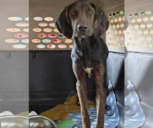 Mutt Dogs for adoption in Spring Lake, NC, USA