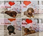 Image preview for Ad Listing. Nickname: Sweet Puppies