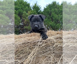 German Shepherd Dog Puppy for sale in DILLON, SC, USA