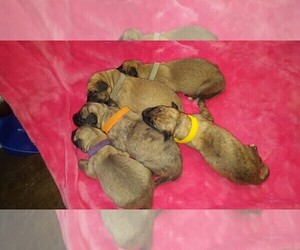 Irish Wolfhound Puppy for sale in ELK RIVER, MN, USA