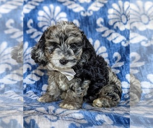 Cocker Spaniel-Poodle (Miniature) Mix Puppy for sale in NOTTINGHAM, PA, USA