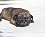 Small #1 Pug