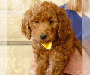Goldendoodle (Miniature) Puppy for sale in ROY, UT, USA