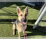 Small #2 German Shepherd Dog