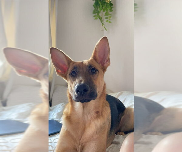 Medium Photo #1 German Shepherd Dog Puppy For Sale in San Diego, CA, USA