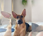 Nova - Female German Shepherd Dog Dog for Adoption - Small photo