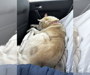 Tre - Male Labsky Dog for Adoption - Photo #2