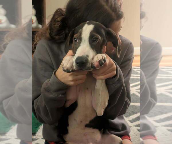 Medium Photo #4 Beagle-Unknown Mix Puppy For Sale in Aurora, IN, USA