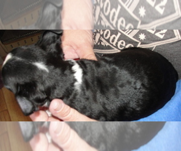 Medium Photo #3 Boston Terrier Puppy For Sale in CRKD RVR RNCH, OR, USA