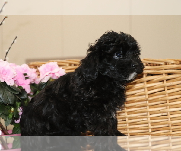 Medium Photo #2 Shih-Poo Puppy For Sale in SHILOH, OH, USA