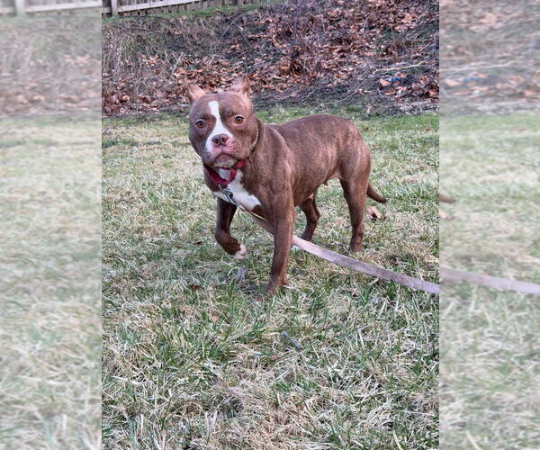 Medium Photo #6 American Pit Bull Terrier Puppy For Sale in Springdale, PA, USA