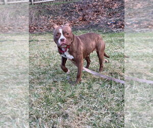 Barbie - Female American Pit Bull Terrier Dog for Adoption - Photo #6