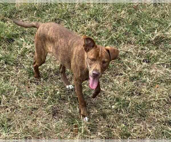 Medium Photo #3 Mountain Cur-Unknown Mix Puppy For Sale in Anniston, AL, USA