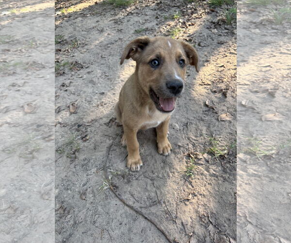 Medium Photo #11 Shepradors Puppy For Sale in McKinney, TX, USA
