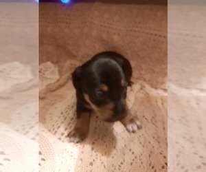 Jack Russell Terrier Puppy for sale in LEE, FL, USA