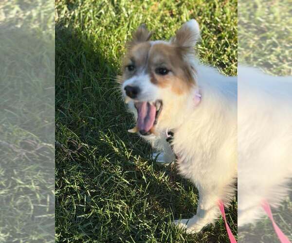 Medium Photo #4 Pomeranian-Unknown Mix Puppy For Sale in Aurora, IN, USA