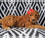 Small Photo #4 Irish Doodle Puppy For Sale in BAINBRIDGE, MD, USA