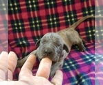 Small Photo #8 Great Dane Puppy For Sale in BANGOR, WI, USA