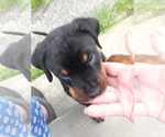 Small Photo #7 Rottweiler Puppy For Sale in CLEVELAND, OH, USA