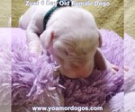 Small Photo #13 Dogo Argentino Puppy For Sale in PINEVILLE, MO, USA