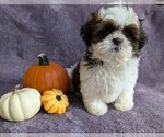 Puppy Ming Ming Shih Tzu