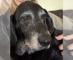 Small #8 Basset Hound-Labrador Retriever Mix