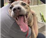 Small #1 American Pit Bull Terrier Mix