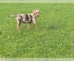 Small #8 Catahoula Leopard Dog