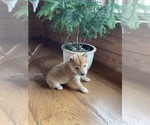 Small #2 Shiba Inu
