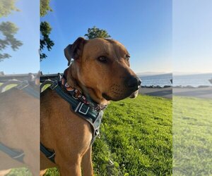 Mutt Dogs for adoption in Bellingham, WA, USA