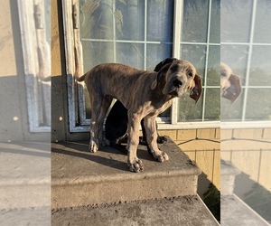 Great Dane Puppy for sale in ORANGE GROVE, TX, USA