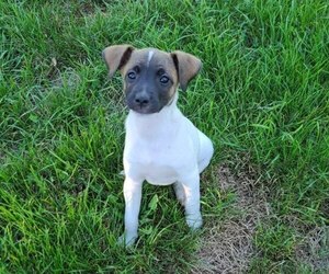 Collie-Jack Russell Terrier Mix Puppy for sale in SHIPPENSBURG, PA, USA
