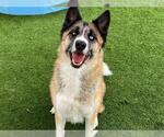 Small Siberian Husky Mix